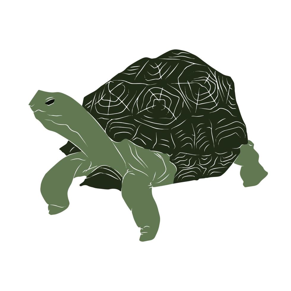 bella immagine della tartaruga vettore