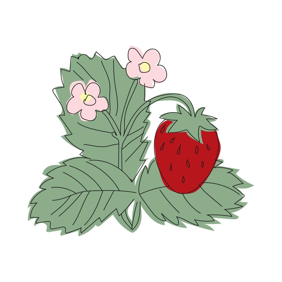 illustrazione al tratto cespuglio di fragole con frutti di bosco e fioritura vettore