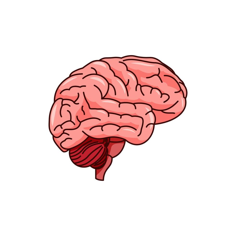 vettore del cervello isolato su sfondo bianco