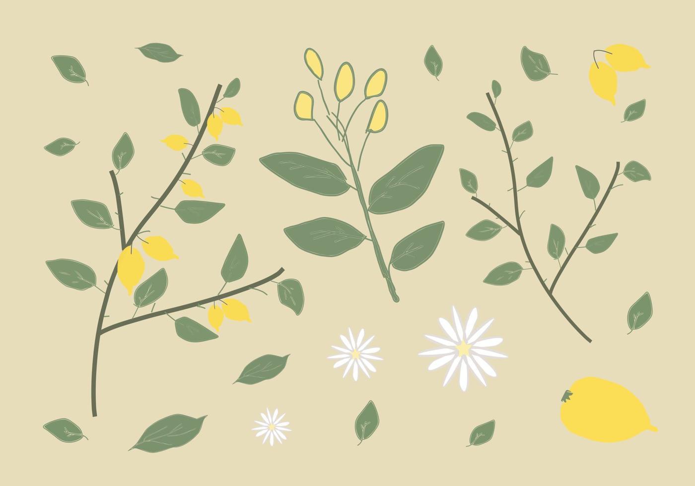 elementi decorativi disegnati a mano botanici di frutta limone lime impostati per design, carta, modello. vettore