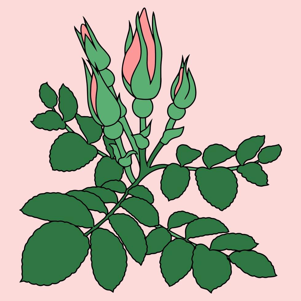 ramo di rosa, rosa canina con boccioli e foglie verdi su sfondo rosa chiaro, disegno con una linea, illustrazione vettoriale, elemento di design vettore