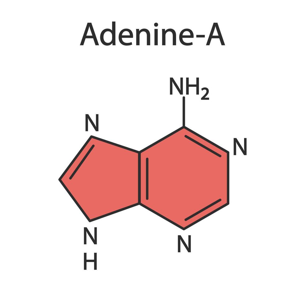 molecola di adenina-purina base. la base è presente in dna e rna. illustrazione medica. vettore