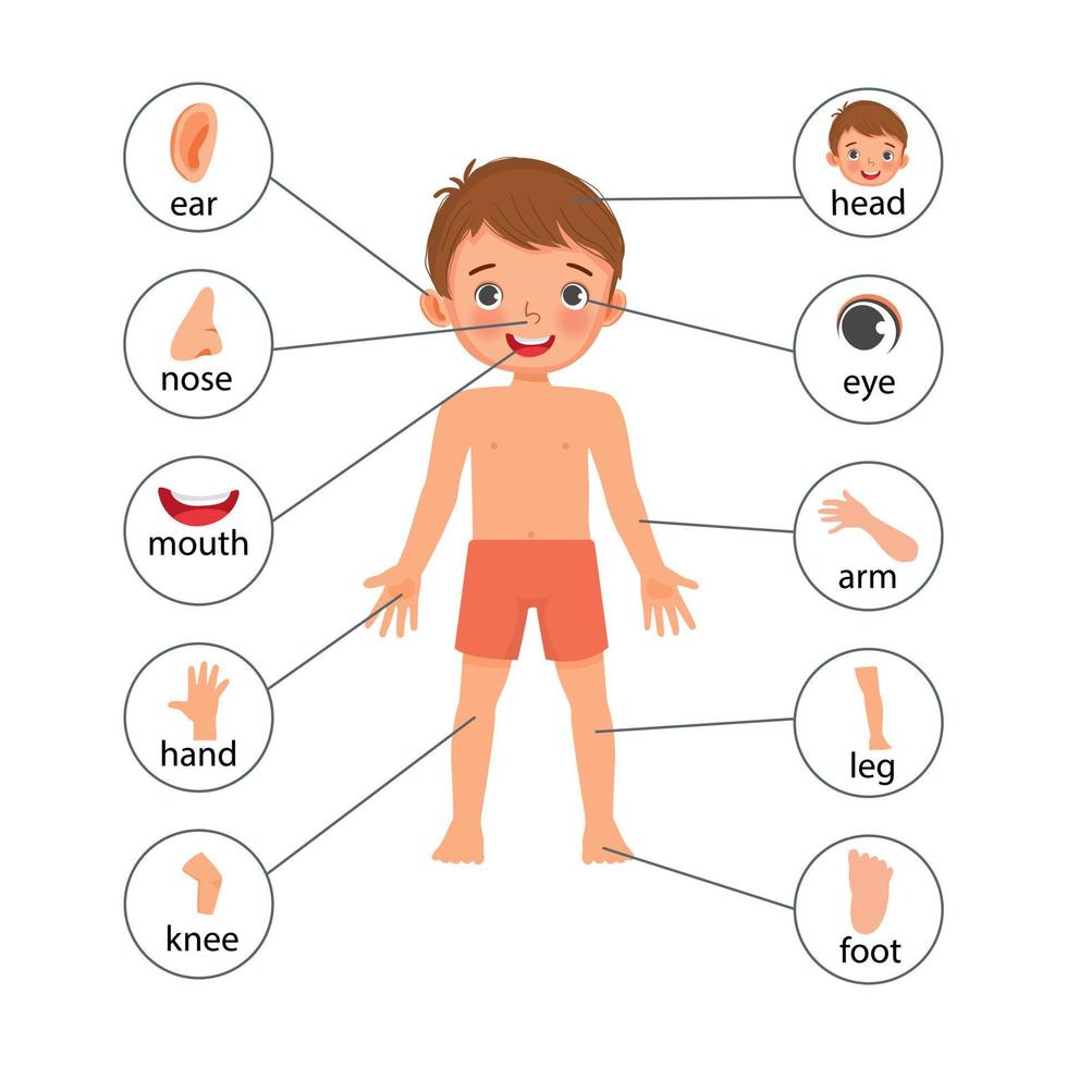 poster dell'illustrazione del ragazzino delle parti del corpo umano con il grafico dell'etichetta del testo del diagramma per scopo educativo vettore