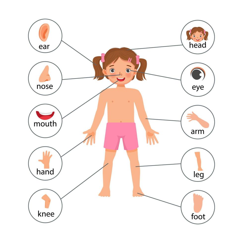 poster dell'illustrazione della bambina delle parti del corpo umano con il grafico dell'etichetta del testo del diagramma per scopo educativo vettore