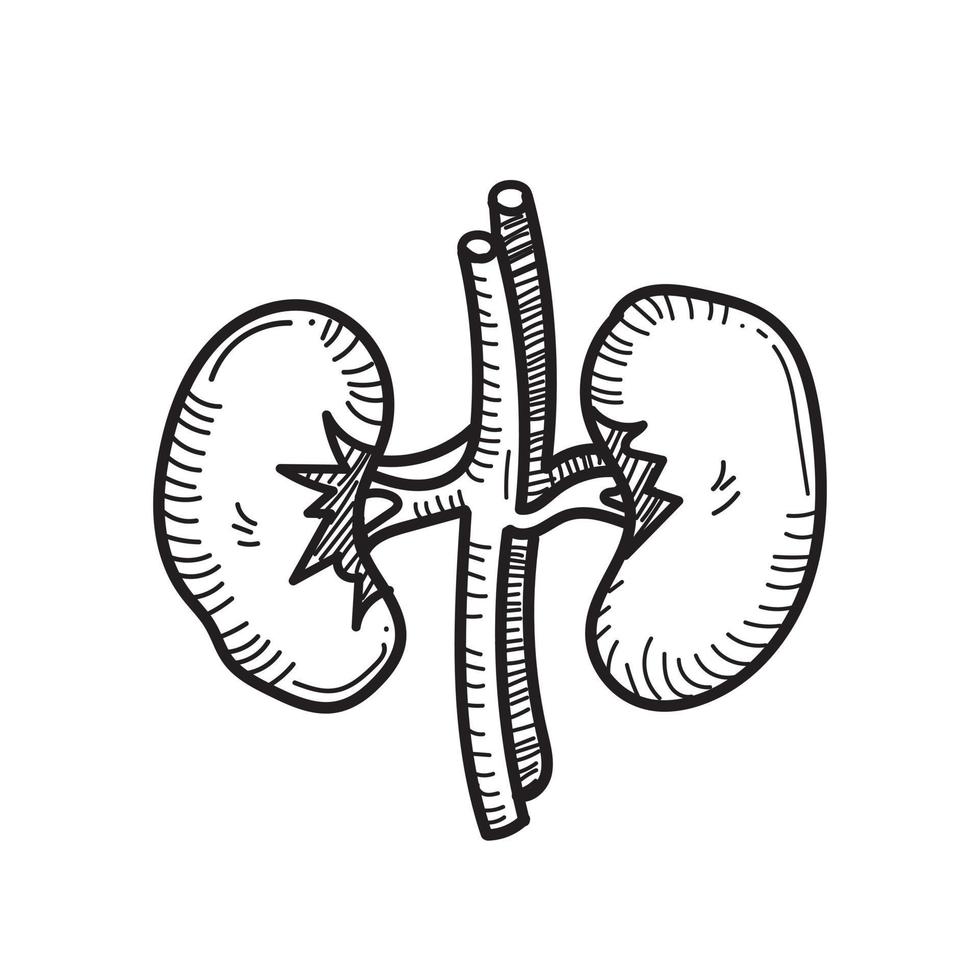 kindeys vettore di organi umani