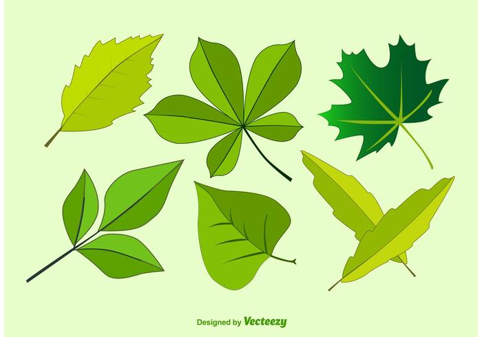 Illustrazioni di foglie vettoriali