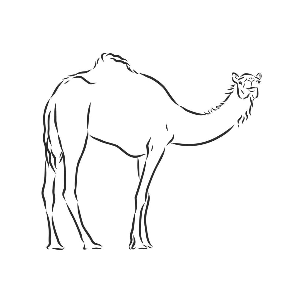 schizzo vettoriale cammello
