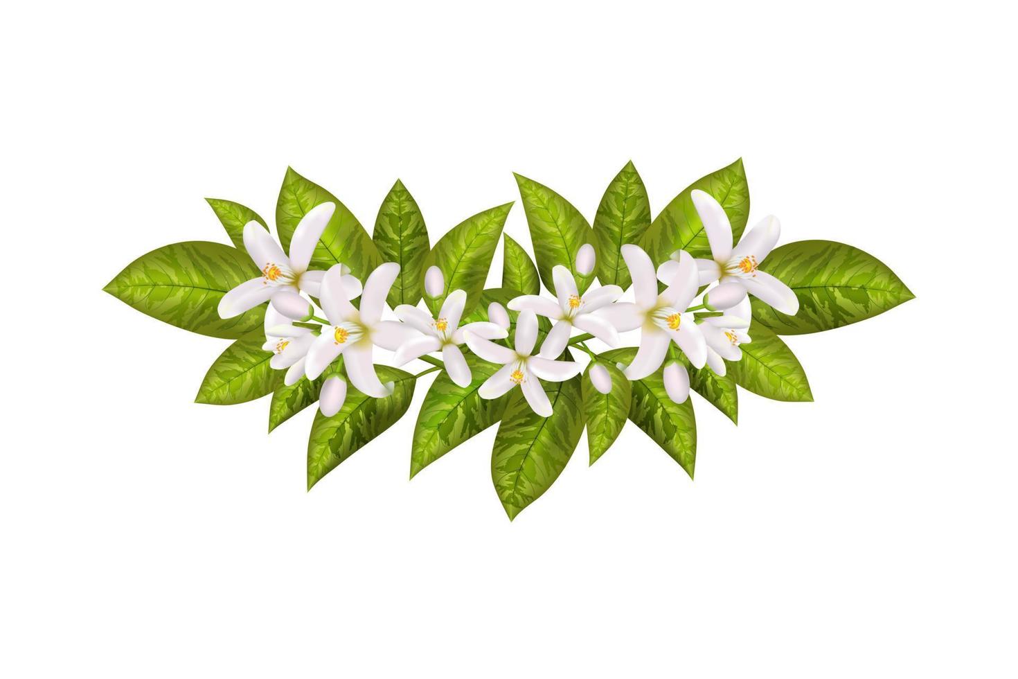 foglie e fiori di neroli. vettore