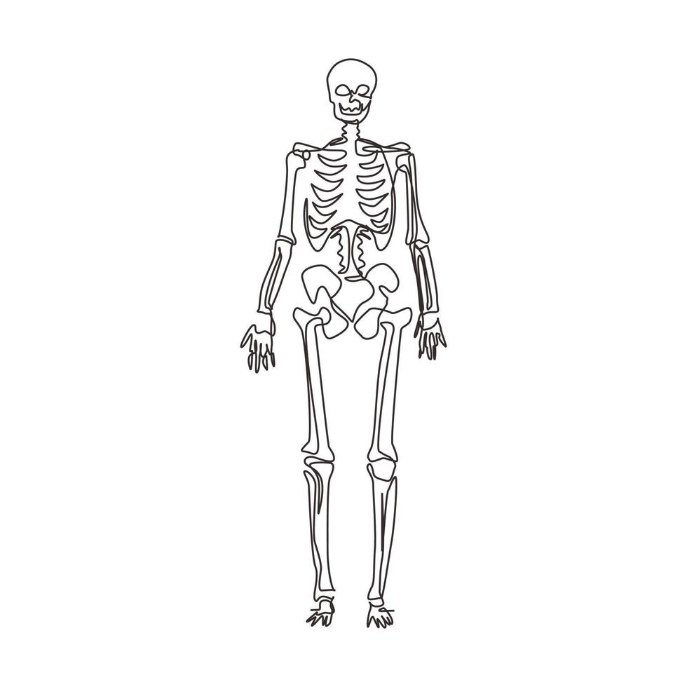 immagine continua di uno scheletro umano, utile per creare materiali medici e scientifici. concetto di anatomia, medicina e biologia. illustrazione grafica vettoriale di disegno a linea singola