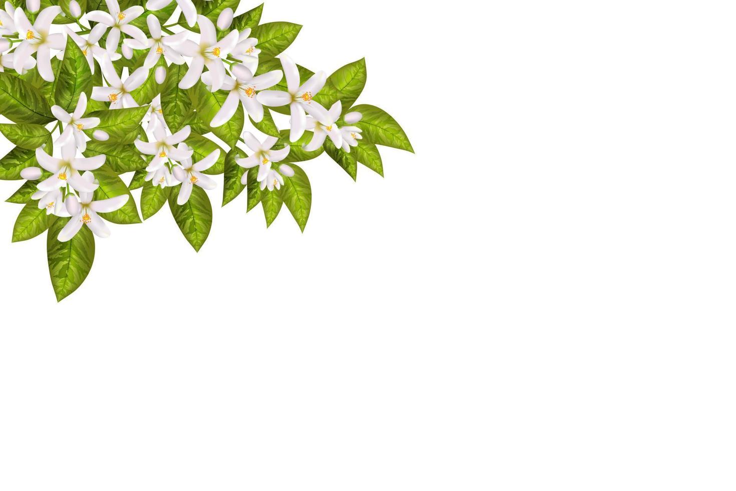 foglie e fiori di neroli. vettore