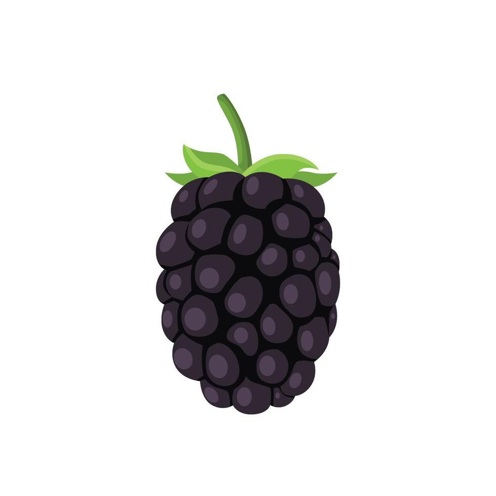 vettore piatto di boysenberries isolato su sfondo bianco. icona grafica illustrazione piatta