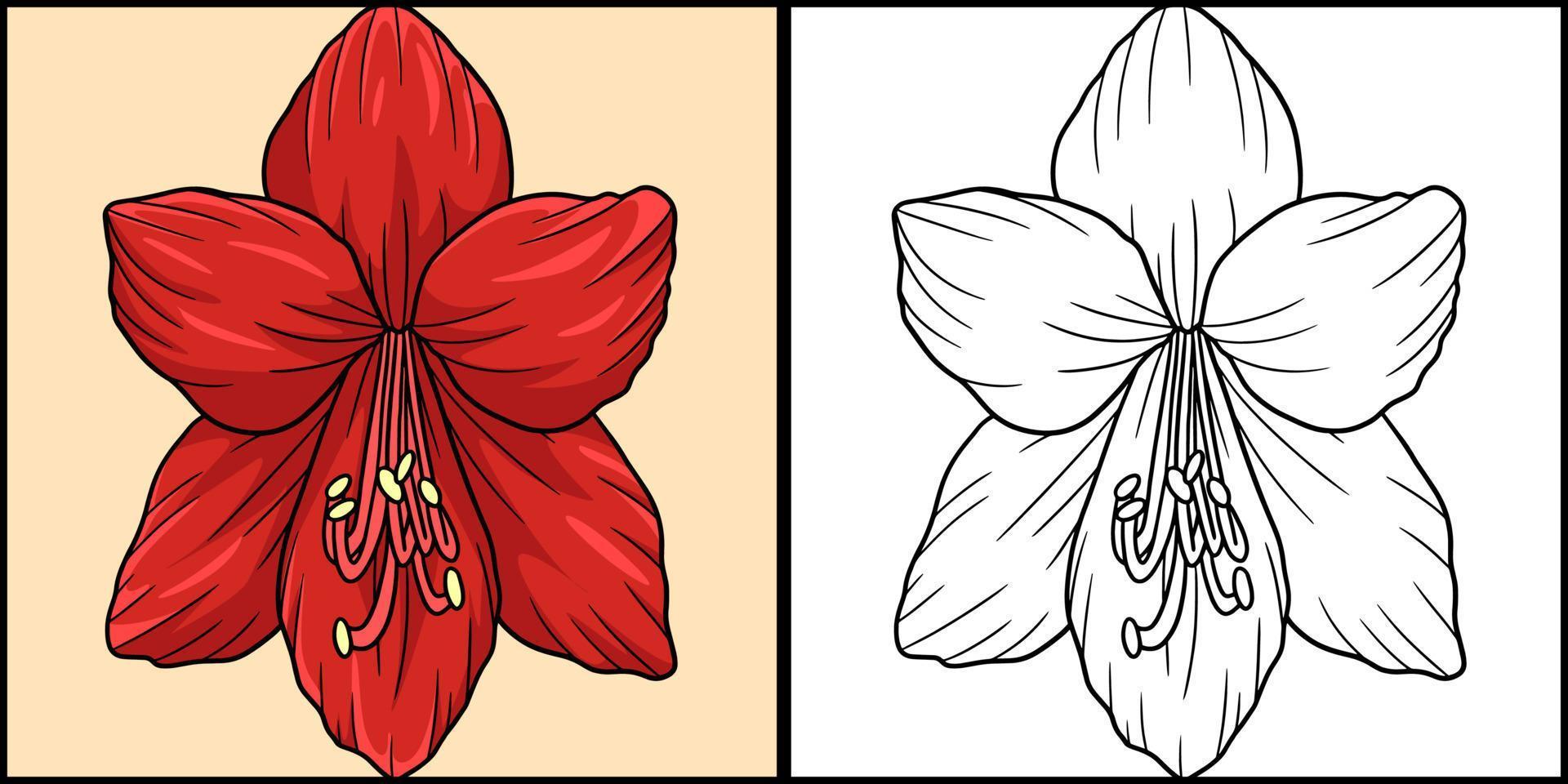illustrazione colorata di colorazione del fiore di amarillide vettore