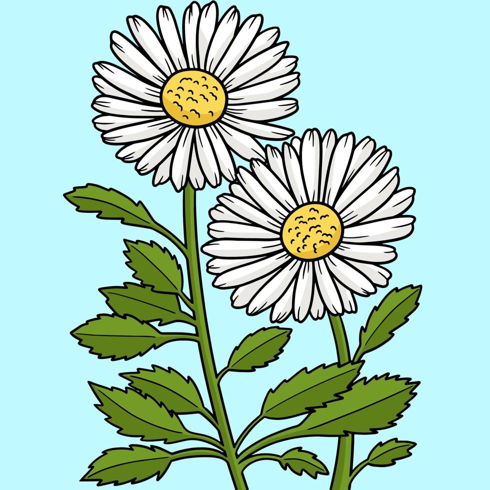 leucanthemum daisy fiore colorato cartone animato vettore
