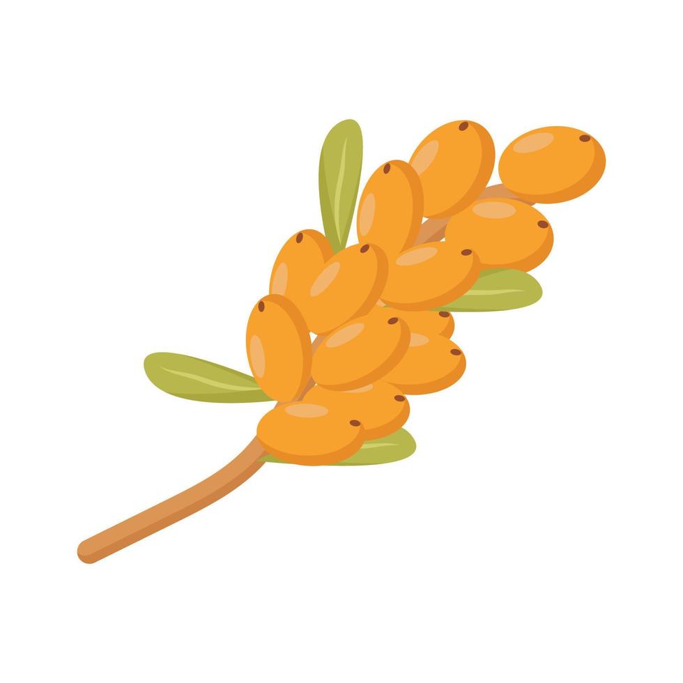 ramo di botanica con bacche di olivello spinoso mature vettore
