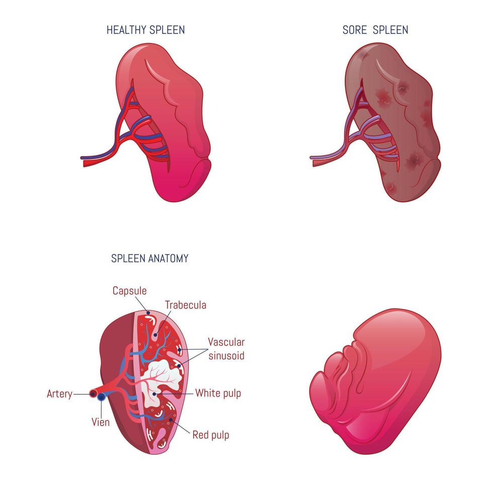 set di icone di anatomia della milza, stile cartone animato vettore