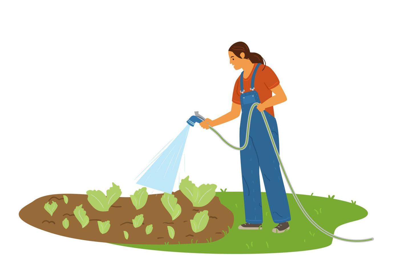 piantagione di insalata di irrigazione agricoltore donna con un tubo flessibile. illustrazione vettoriale piatta.