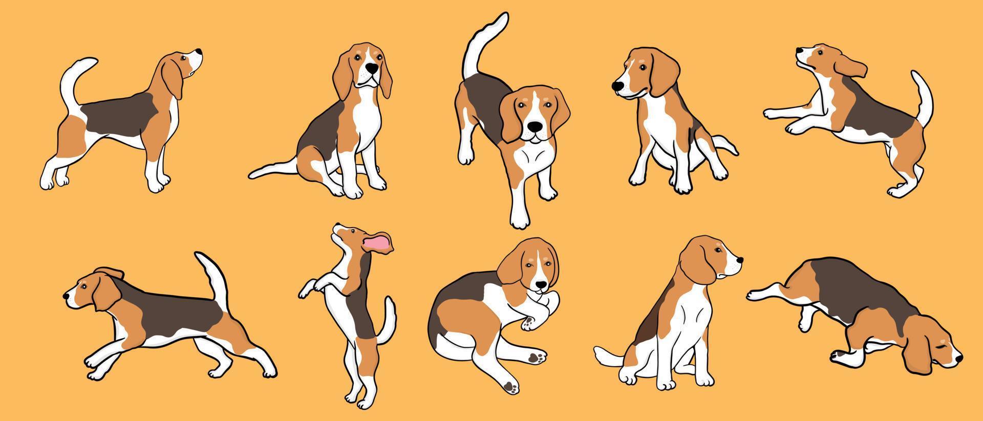 set di cane beagle in diverse pose. piccolo cane da caccia con mantello bianco-marrone e orecchie lunghe. cucciolo con muso carino su sfondo giallo vettore