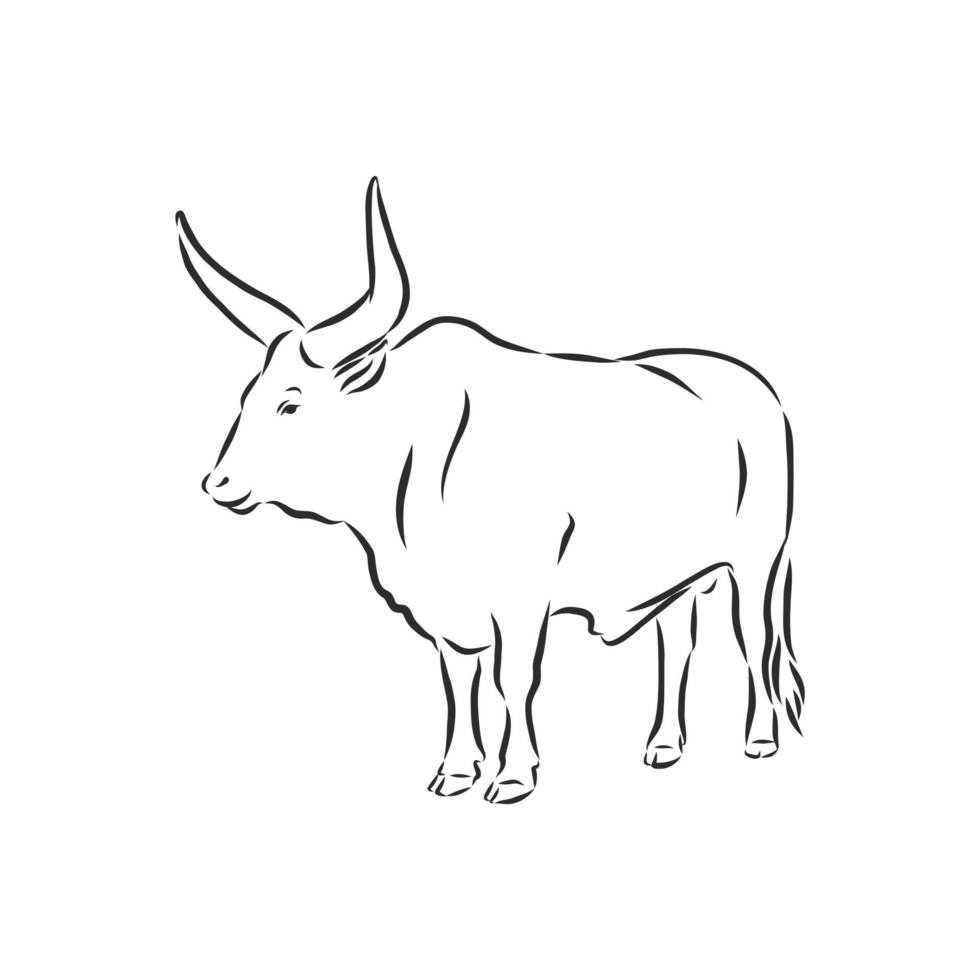 schizzo di vettore della mucca del toro