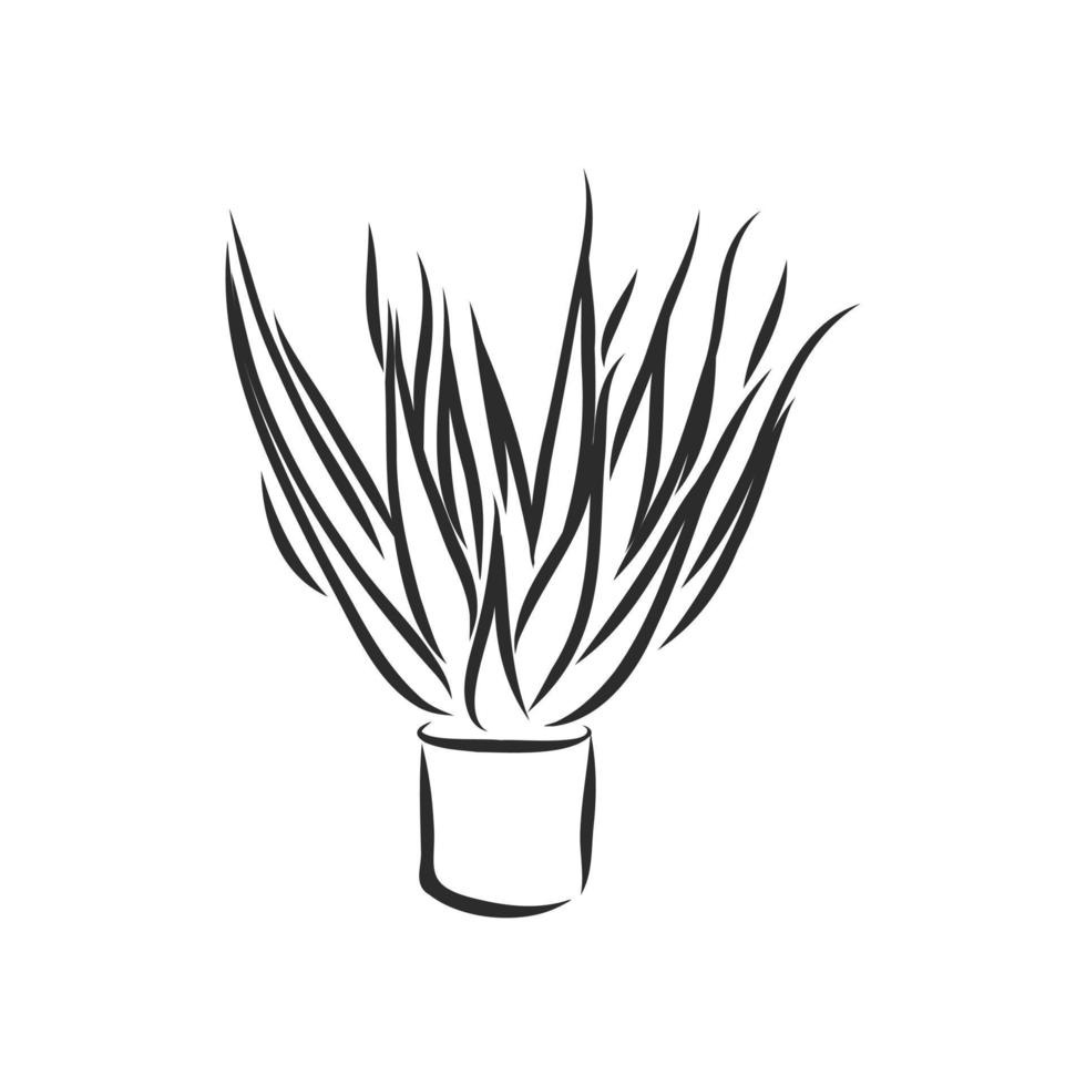 schizzo vettoriale di pianta in vaso