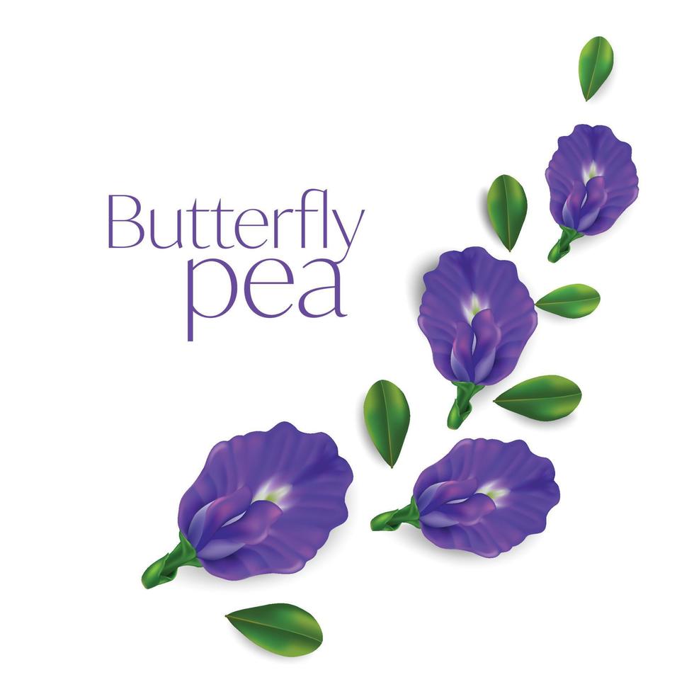 illustrazione vettoriale di fiore di pisello farfalla su sfondo bianco, clitoria ternatea