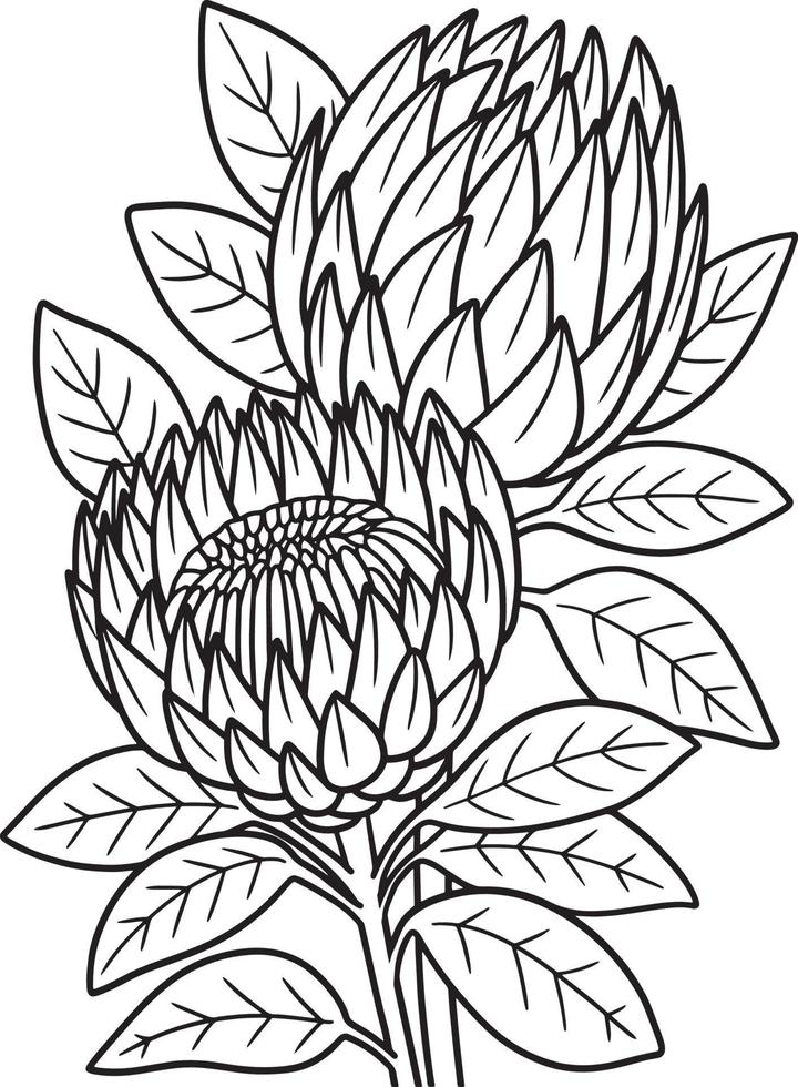 Pagina da colorare di fiori di proteas per adulti vettore