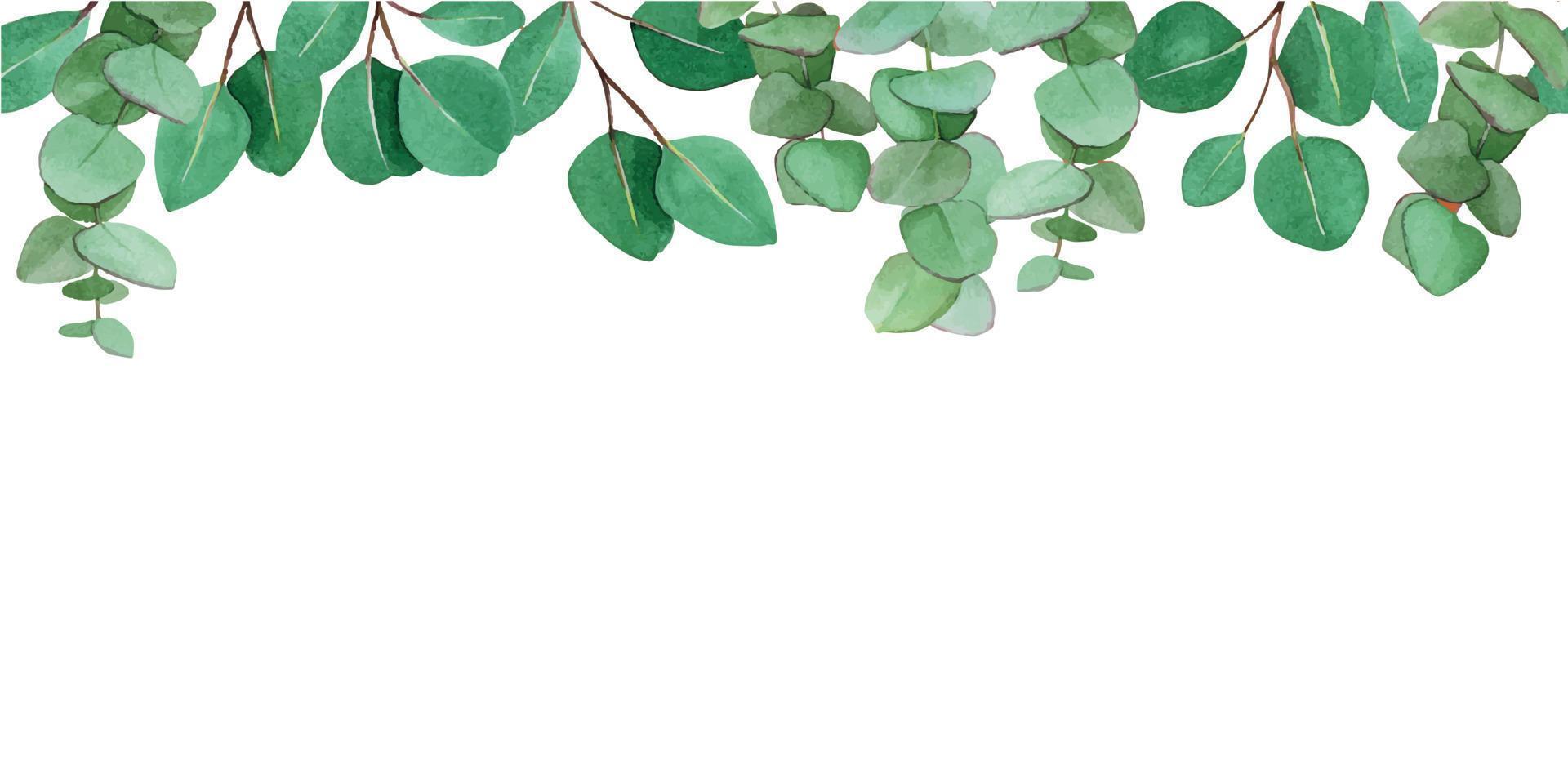 disegno ad acquerello. bordo senza cuciture con foglie di eucalipto. isolato su sfondo bianco foglie verdi e rami di eucalipto. banner web, cornice vettore
