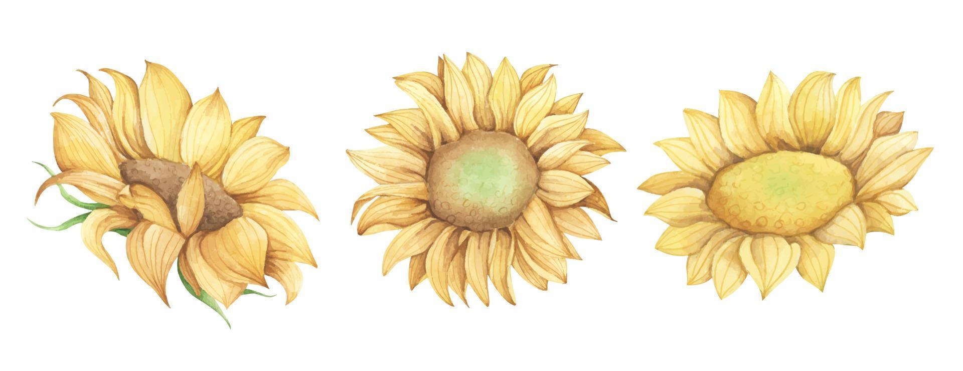 set di girasole. illustrazione floreale ad acquerello. vettore