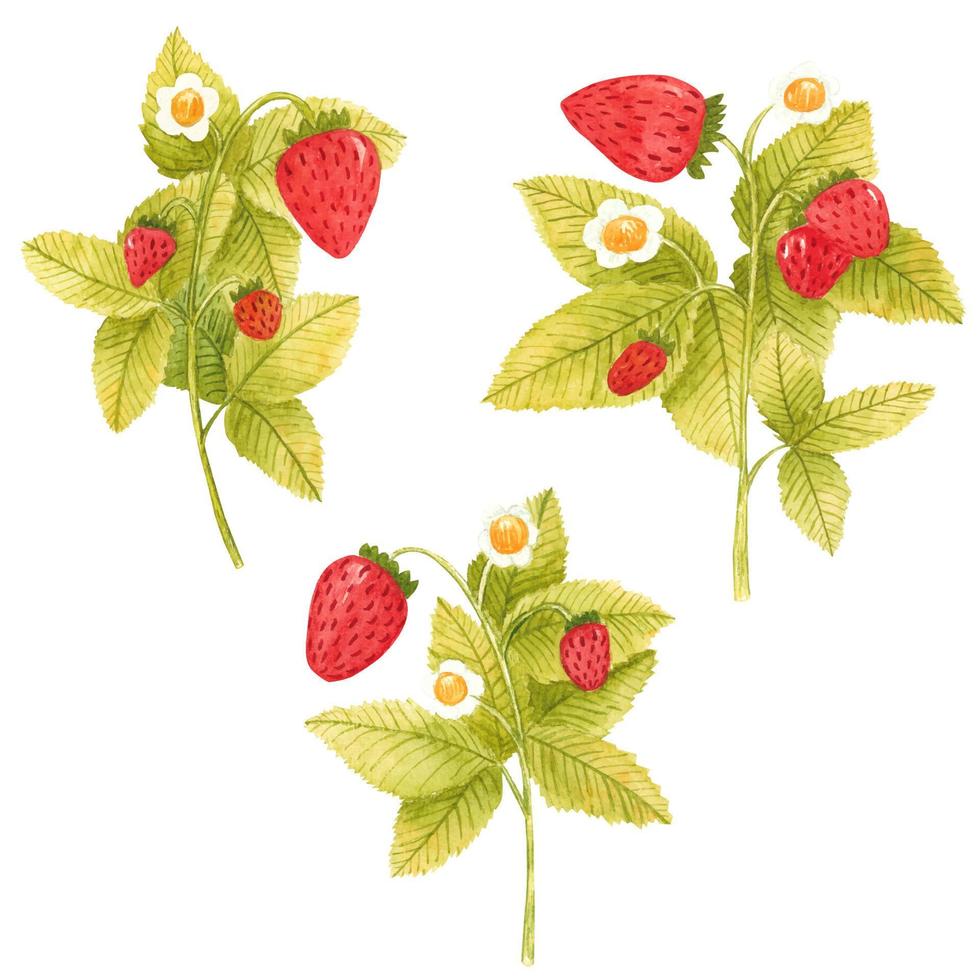 set di rami di fragola acquerello disegnati a mano isolati su sfondo bianco. bacche fresche estive con foglie e fiori per stampa, cartoncino, adesivo, design tessile, confezione del prodotto. vettore