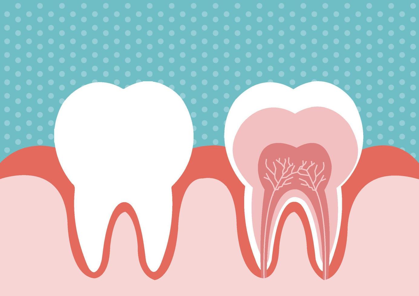 illustrazione del dente vettore