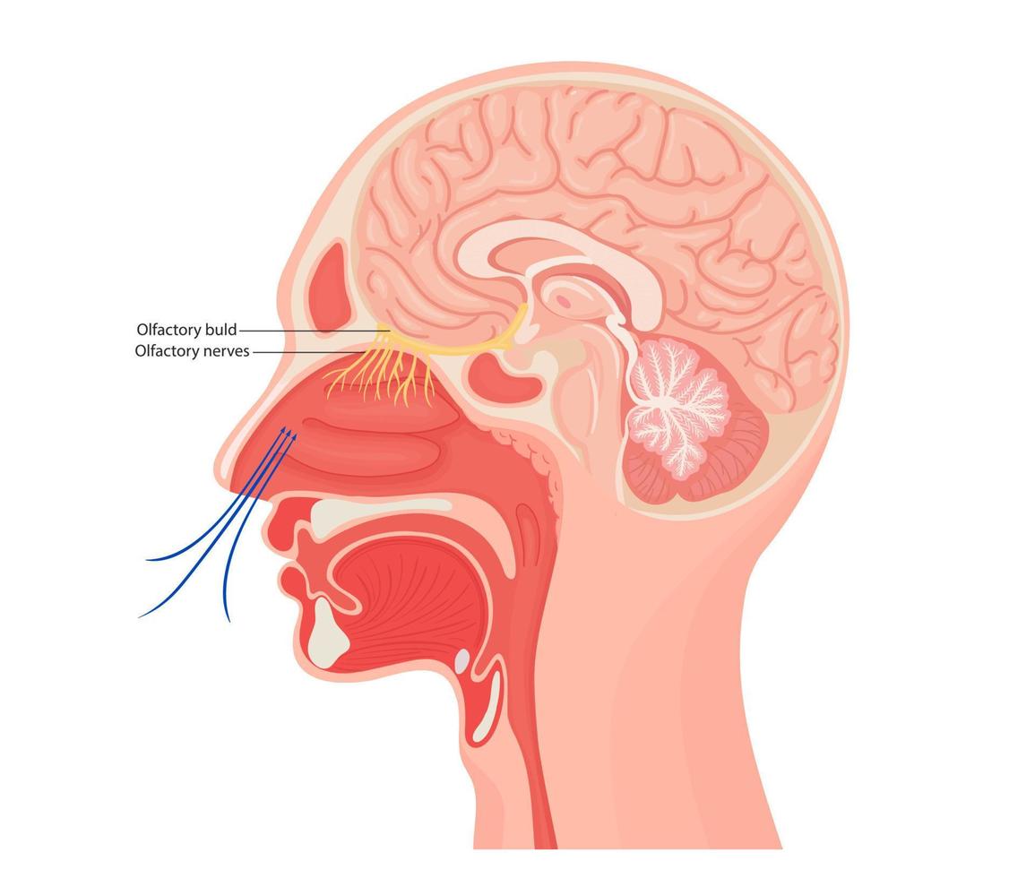 illustrazione anatomica del nervo olfattivo. illustrazione vettoriale medica piatta per clinica o istruzione.