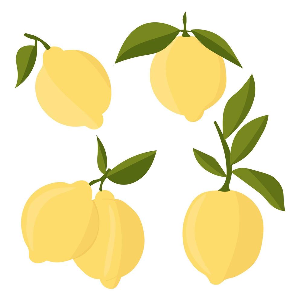 adagiato con i limoni. agrumi tagliati a fette, fette, cerchi. limoni freschi maturi su un ramo di albero. vettore