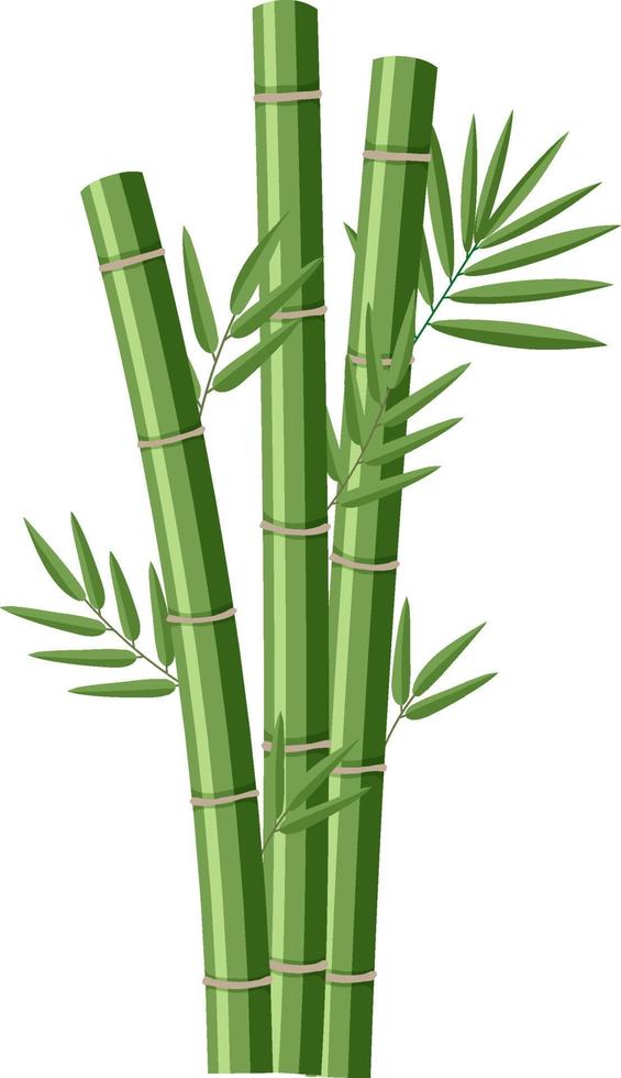bambù isolati su sfondo bianco vettore