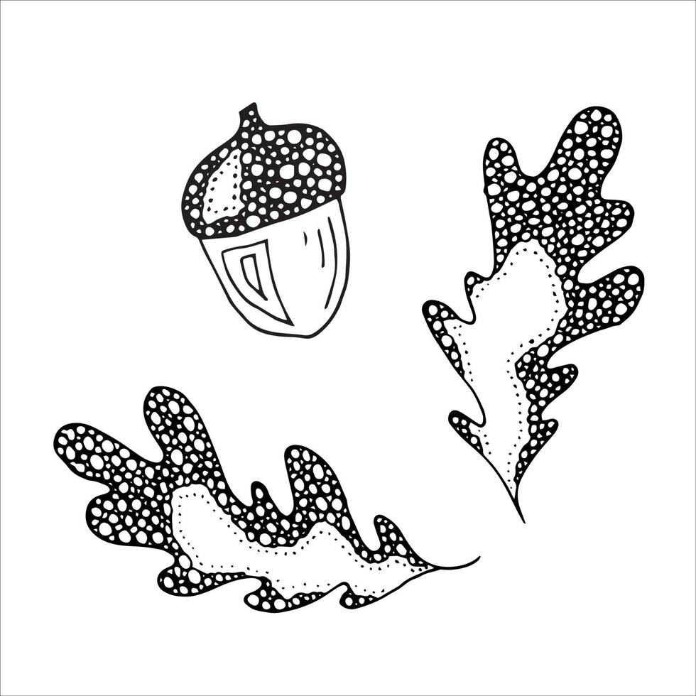 foglia di quercia disegnata a mano di vettore. illustrazione autunnale. clipart botaniche dettagliate vettore