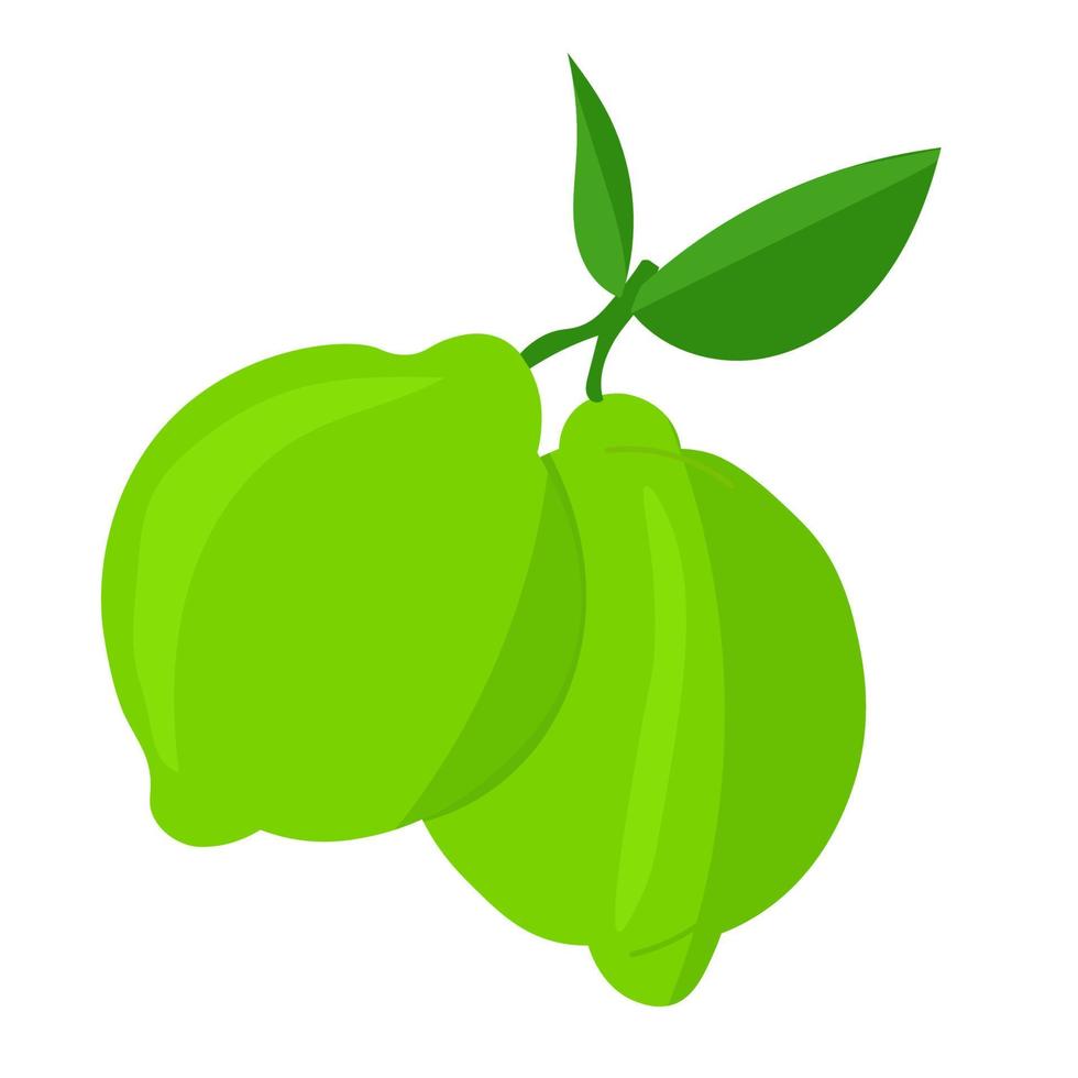 illustrazione botanica vettoriale di frutta lime con foglie verdi isolati su sfondo bianco.
