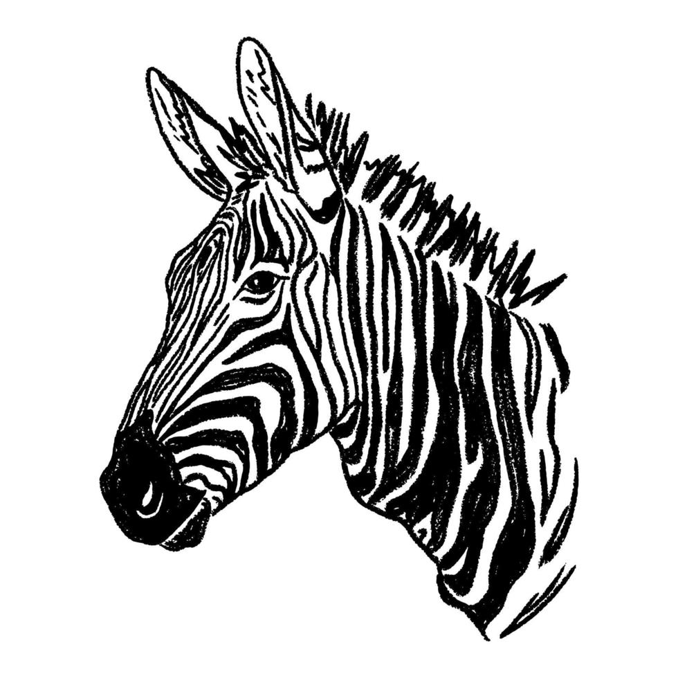 uno schizzo disegnato a mano di una zebra. vettore