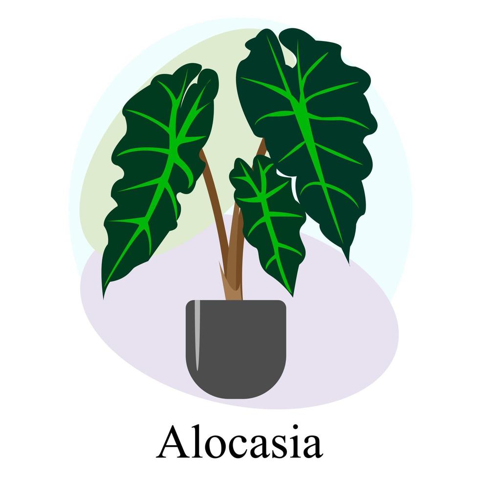 alocasia di piante decidue ornamentali da interno vettore