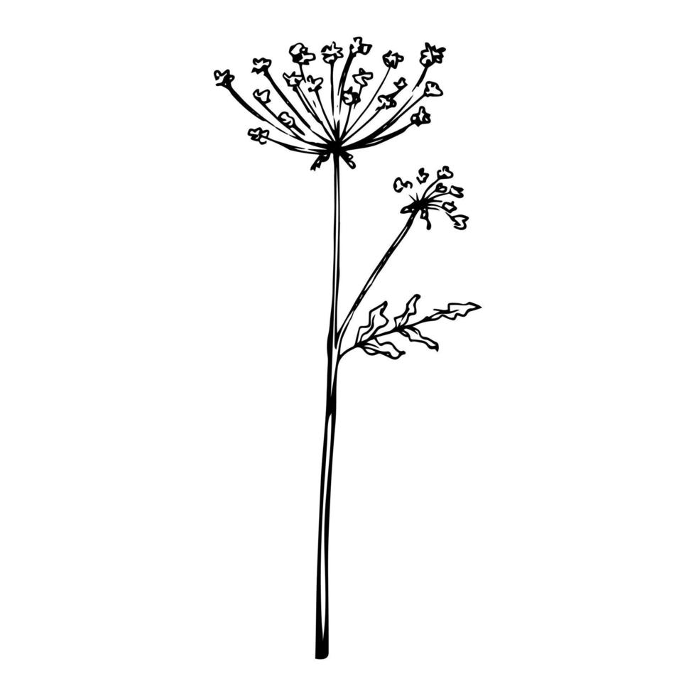 pizzo della regina anna di doodle disegnato a mano. schizzo di fiori di campo vettoriale. pianta in stile realistico. schema. vettore