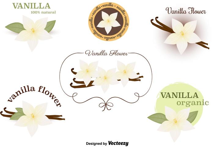 Vettori di fiori di vaniglia impostati