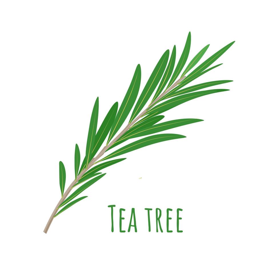 illustrazione vettoriale, foglie di tea tree o melaleuca alternifolia, isolate su sfondo bianco. vettore