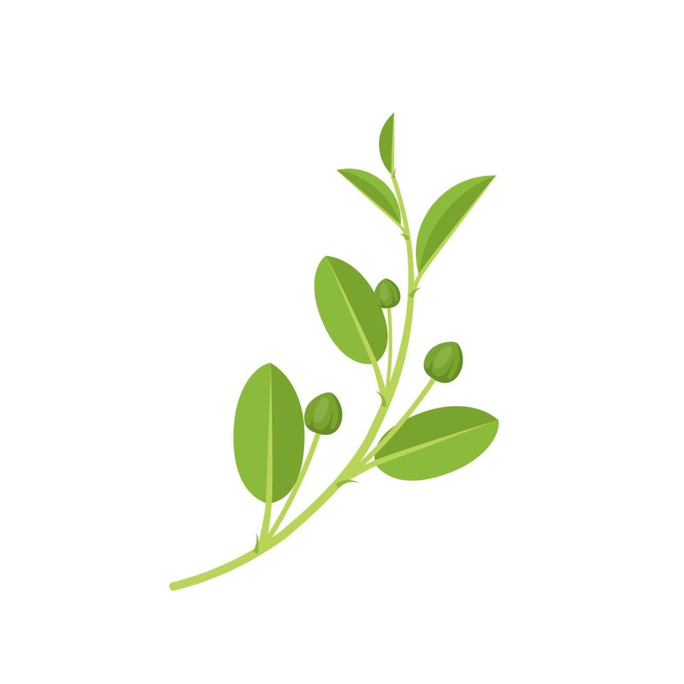 illustrazione vettoriale, bocciolo di cappero fresco con foglie, nome scientifico capparis spinosa, design piatto, isolato su sfondo bianco. vettore