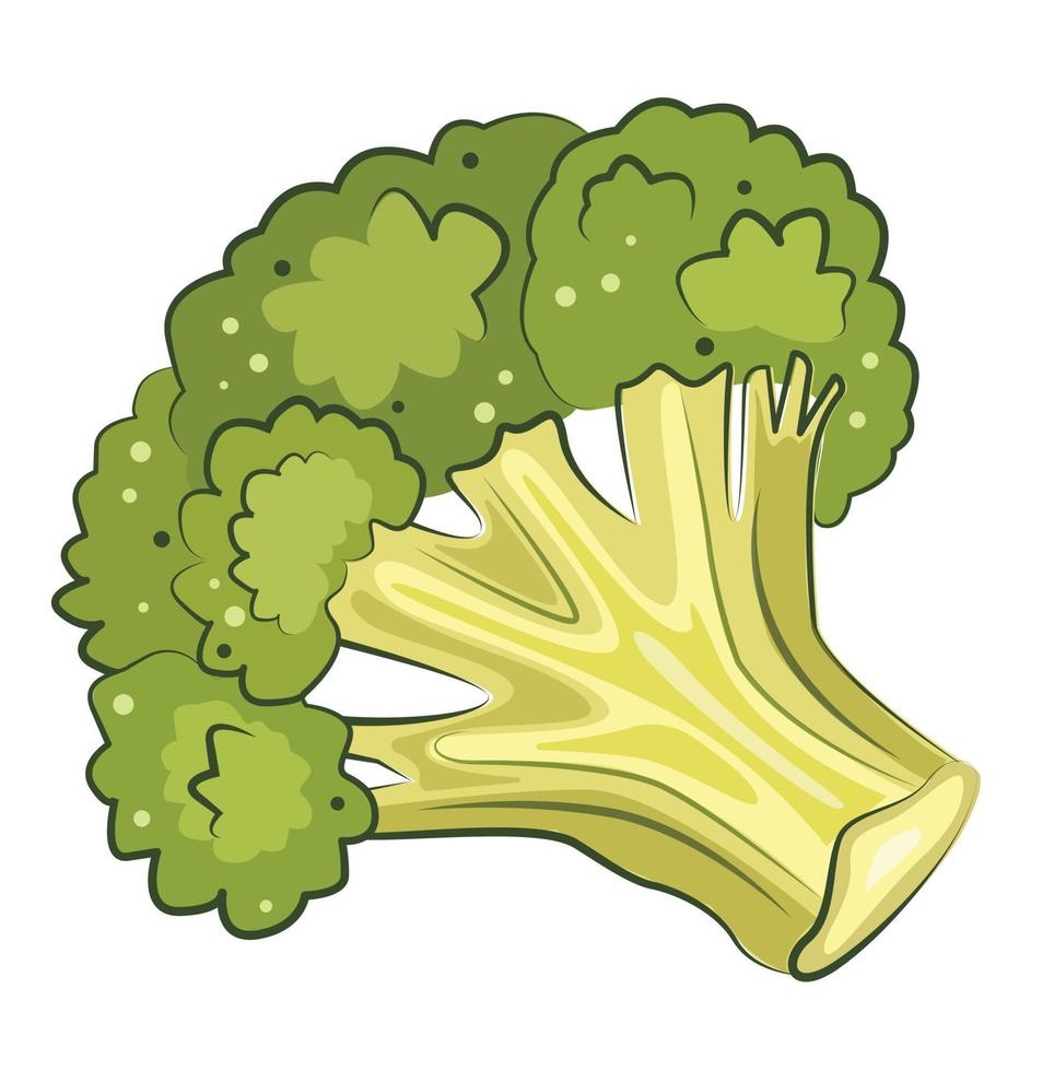 illustrazione stock vettoriale di broccoli verdi isolati su sfondo bianco. ingrediente nutrizionale dietetico, verdura vegetariana vegana ecologica fresca in stile cartone animato carino