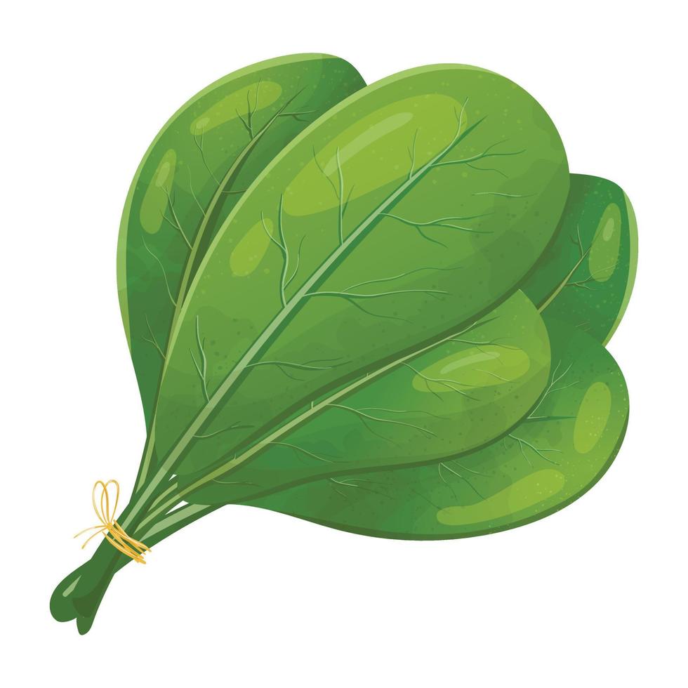 immagine vettoriale di un mazzo di foglie di spinaci. cibo vegetariano sano fresco, erbe aromatiche per insalata e cucina.