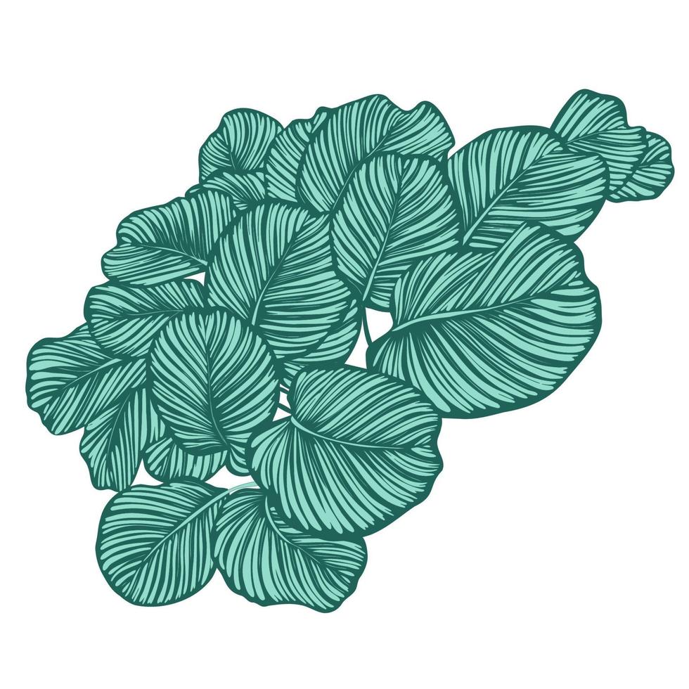 calathea orbifolia lascia composizione decorativa, foglia di pianta tropicale ornamentale verde naturale con motivo per illustrazione vettoriale estate di design