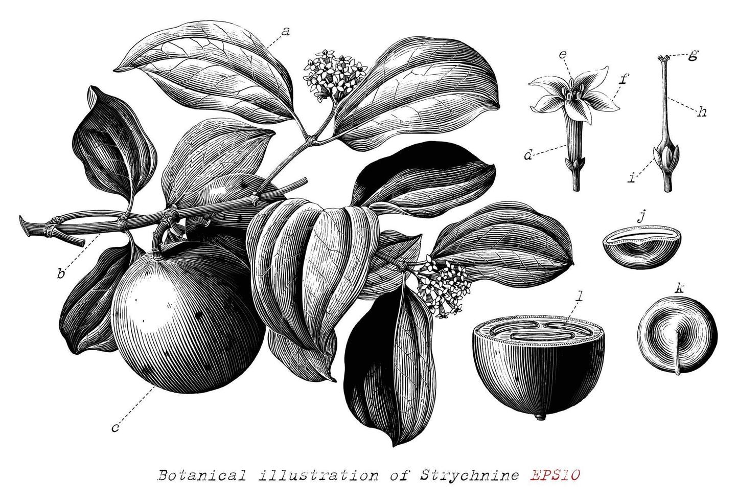 illustrazione botanica di stricnina disegnata a mano in stile incisione vintage in bianco e nero clip art isolato su sfondo bianco vettore
