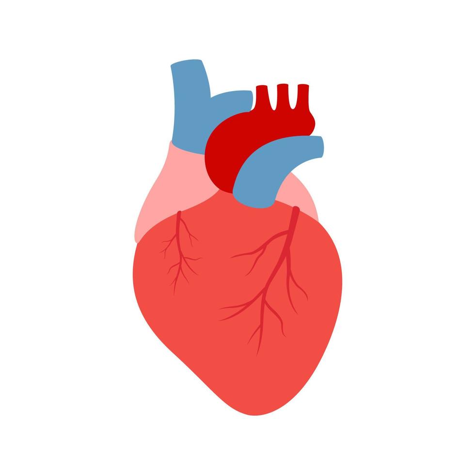 cuore umano isolato su sfondo bianco vettore