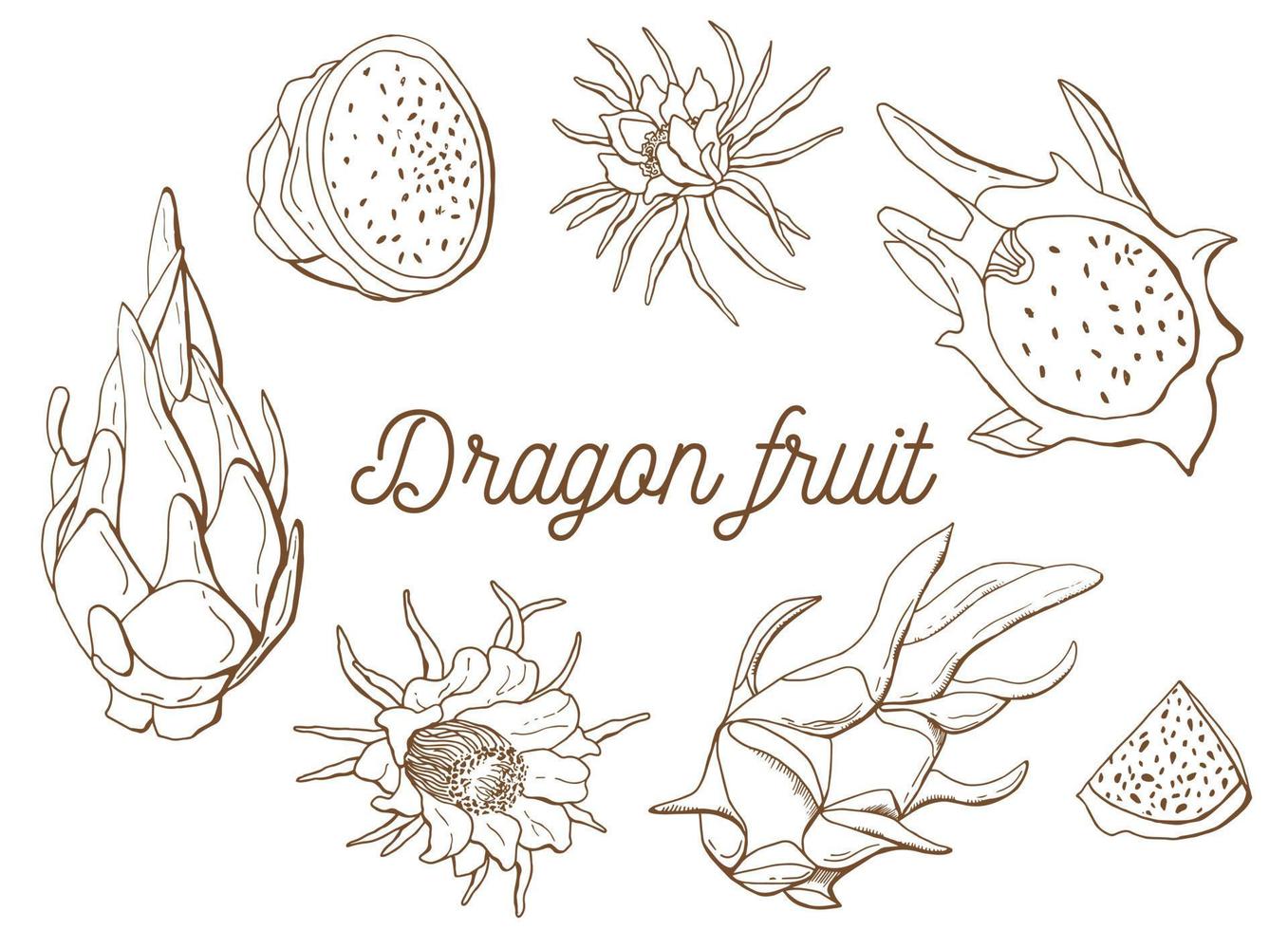 set lineare di frutta del drago. pitaya. sfondo bianco, isol. illustrazione precedente. vettore