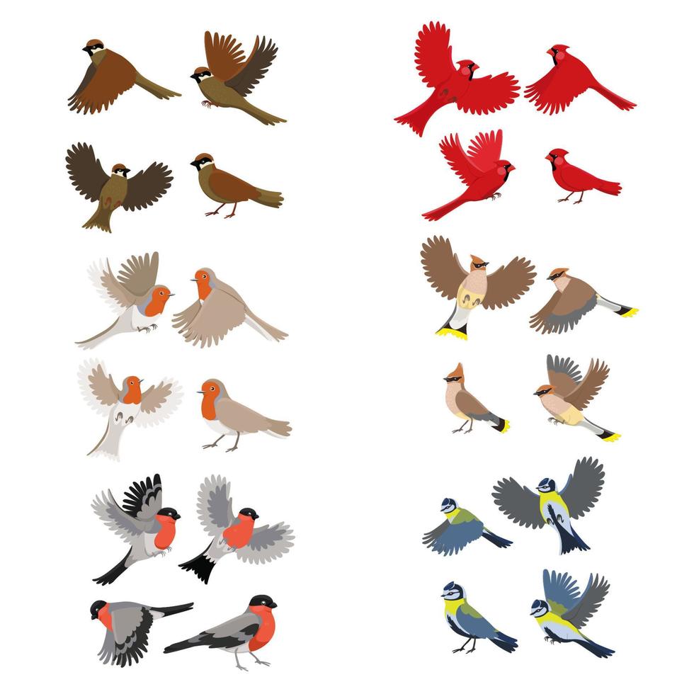 collezione di uccelli pettirosso, cardinale rosso, cincia, passero, ciuffolotto, ala di cera. isolato su sfondo bianco. vettore