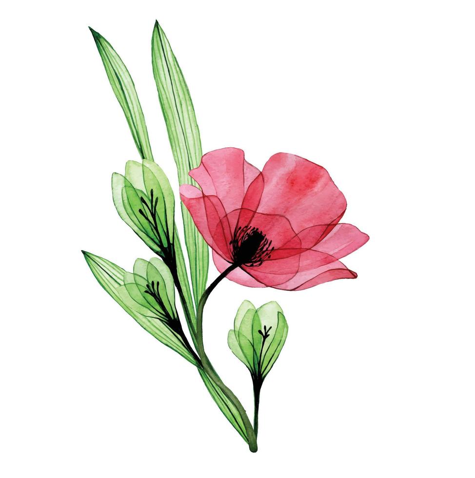 disegno ad acquerello, clipart. bouquet, composizione di fiori trasparenti. fiore di papavero rosso e fiori verdi e foglie di phlox isolati su sfondo bianco. vettore