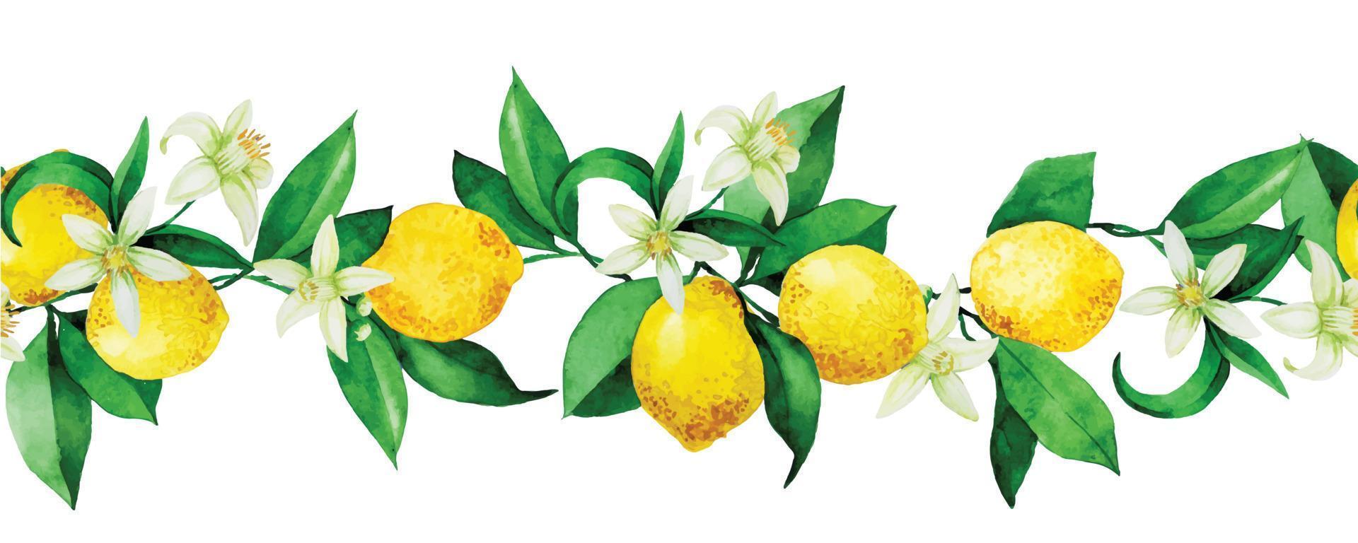 modello acquerello senza soluzione di continuità, bordo con limoni. limoni gialli, fiori e foglie su sfondo bianco. stampa d'epoca vettore