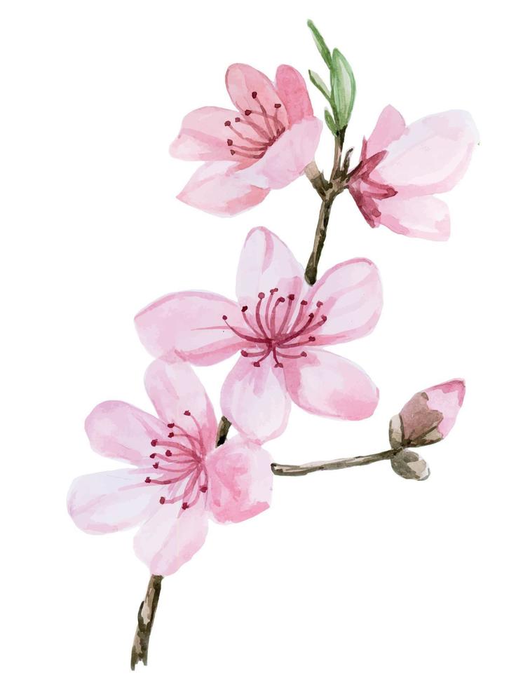 stock illustrazione disegno ad acquerello rosa sakura color. immagine di sakura in fiore isolato su uno sfondo bianco. vettore